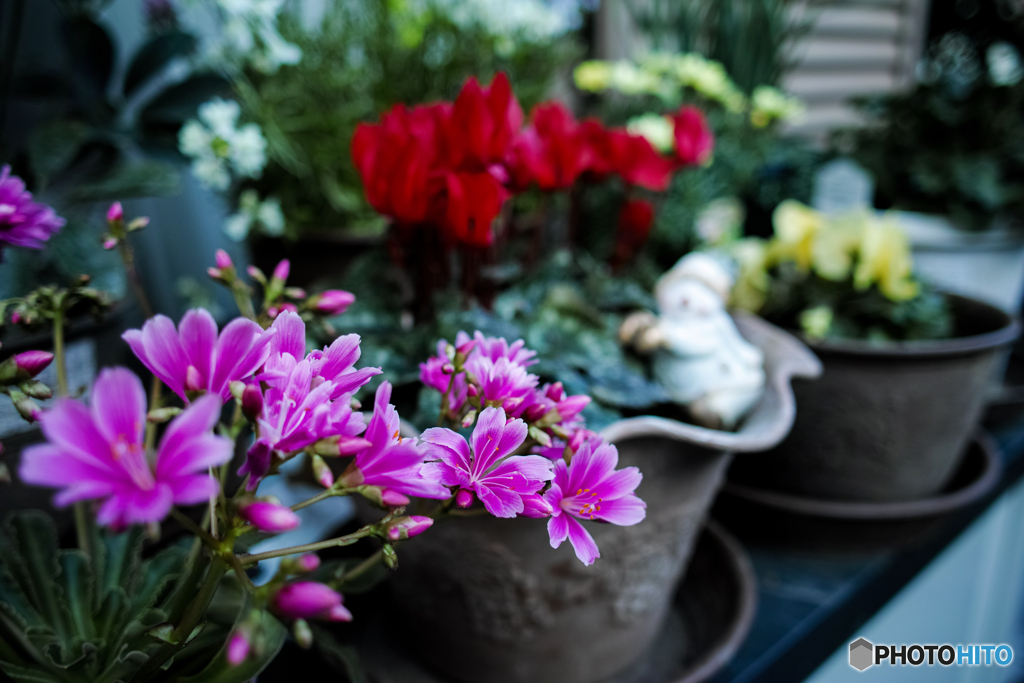 庭の花