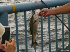 釣果