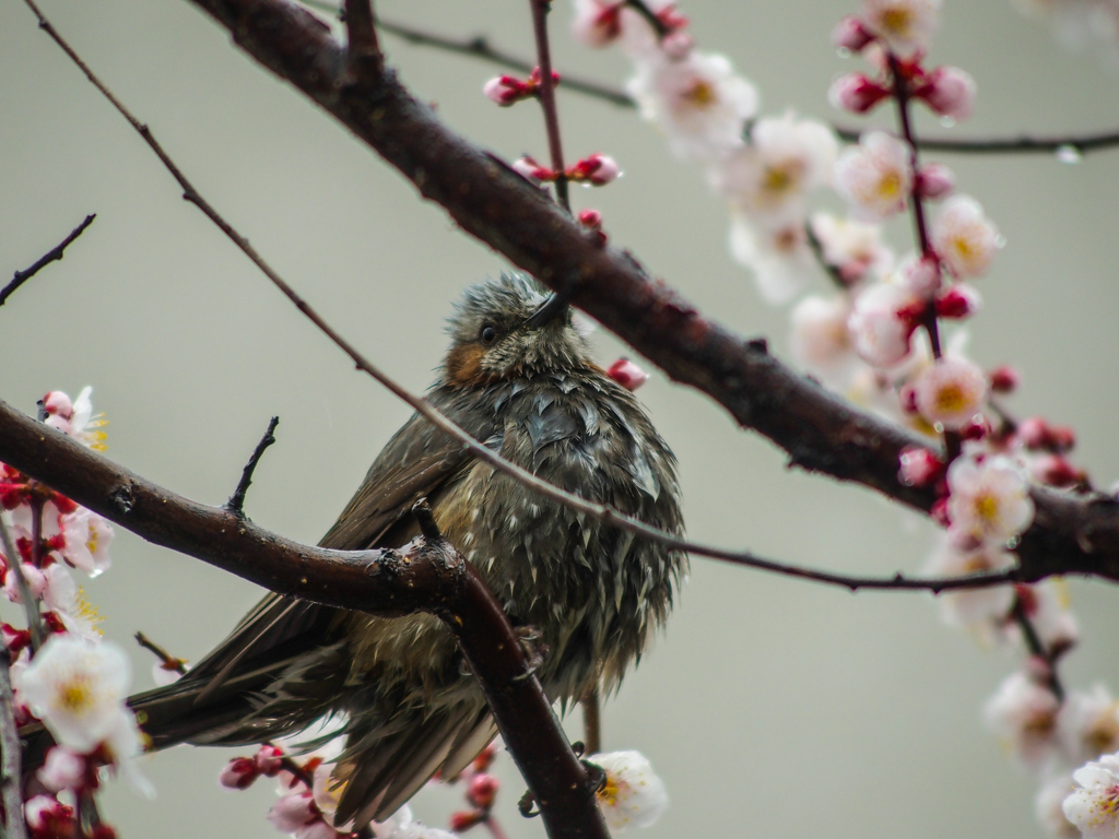 花は咲いても・・寒い～～～(≧◇≦)