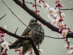花は咲いても・・寒い～～～(≧◇≦)