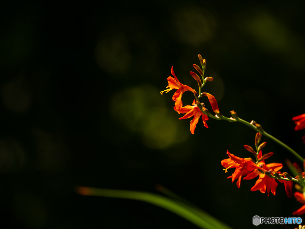 庭の花　ヒオウギズイセン