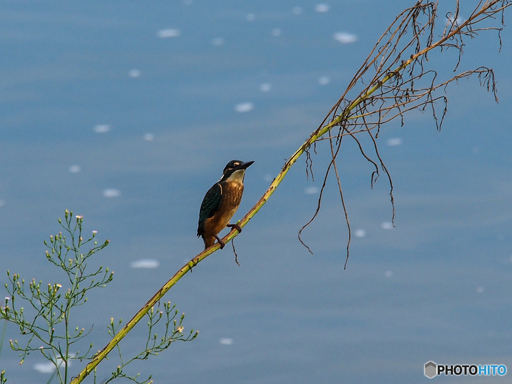 久しぶりのカワセミ(*^^)v