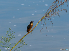 久しぶりのカワセミ(*^^)v