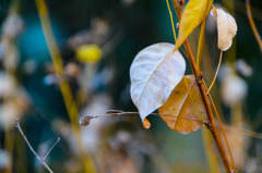 もう冬です(^^♪