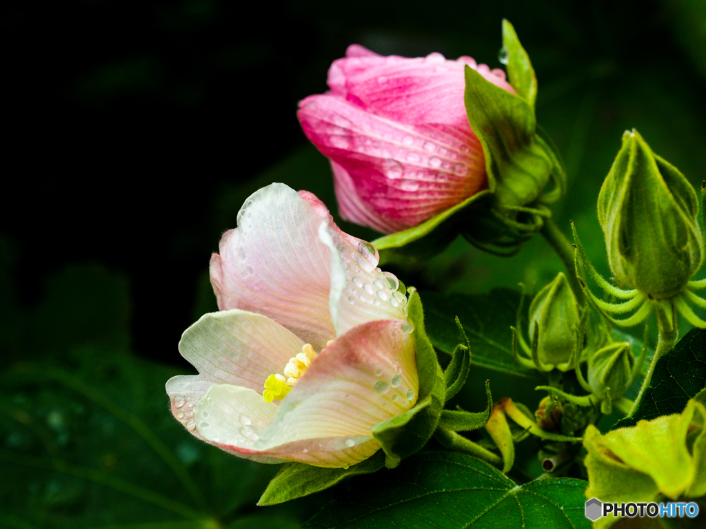 雨の芙蓉 その２