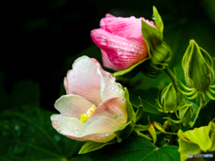 雨の芙蓉 その２