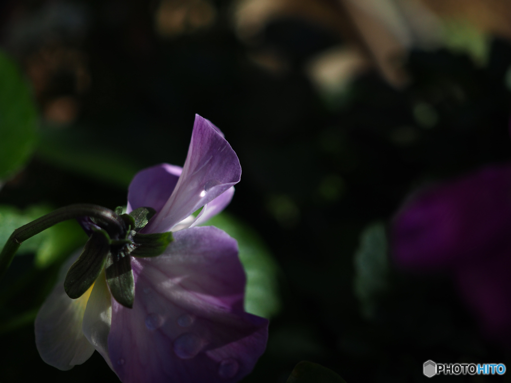 庭の花