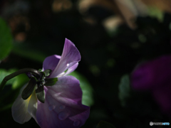 庭の花