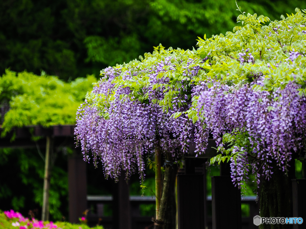 公園にて　藤