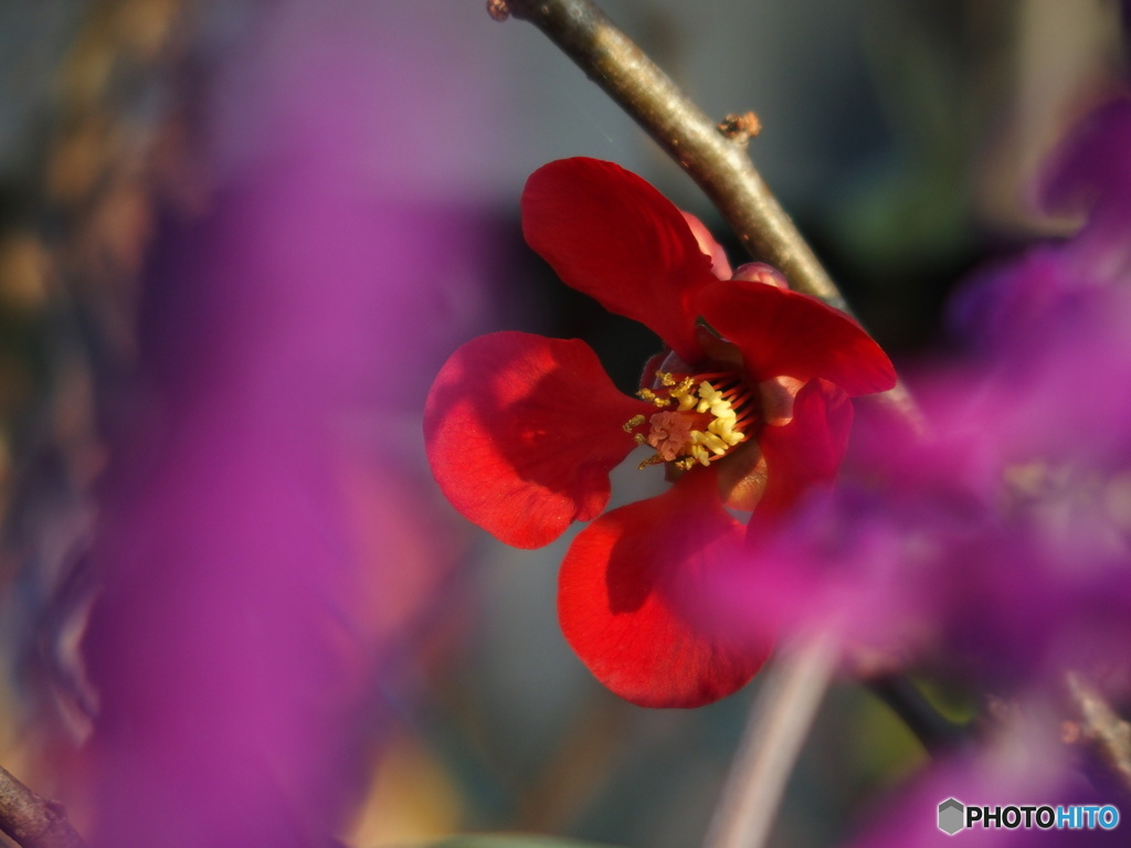 ボケが鮮やかです(^O^)/