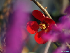 ボケが鮮やかです(^O^)/