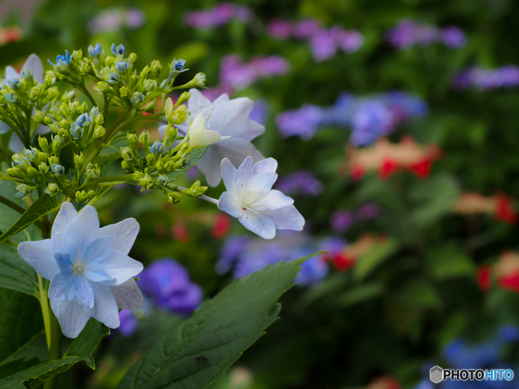 紫陽花