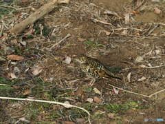 今年は多いそうですよ(^_^)v