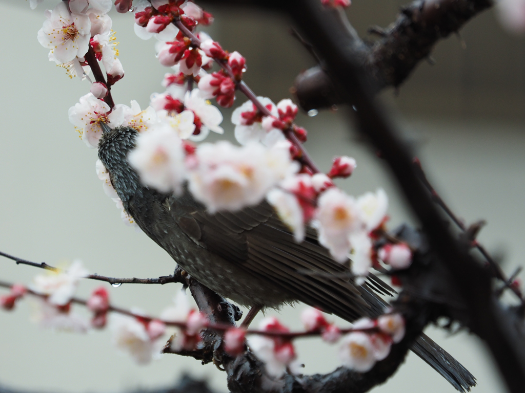 花を纏って(^^♪