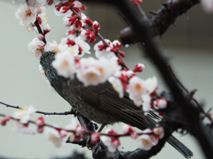 花を纏って(^^♪