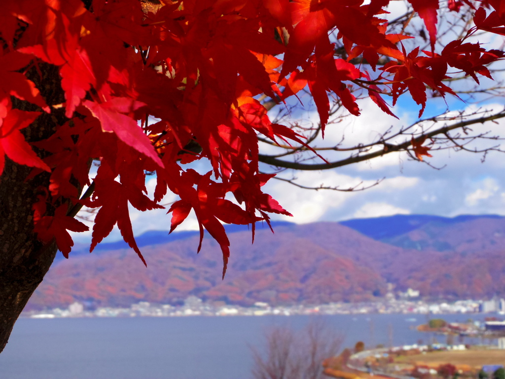 諏訪湖の紅葉(^^♪