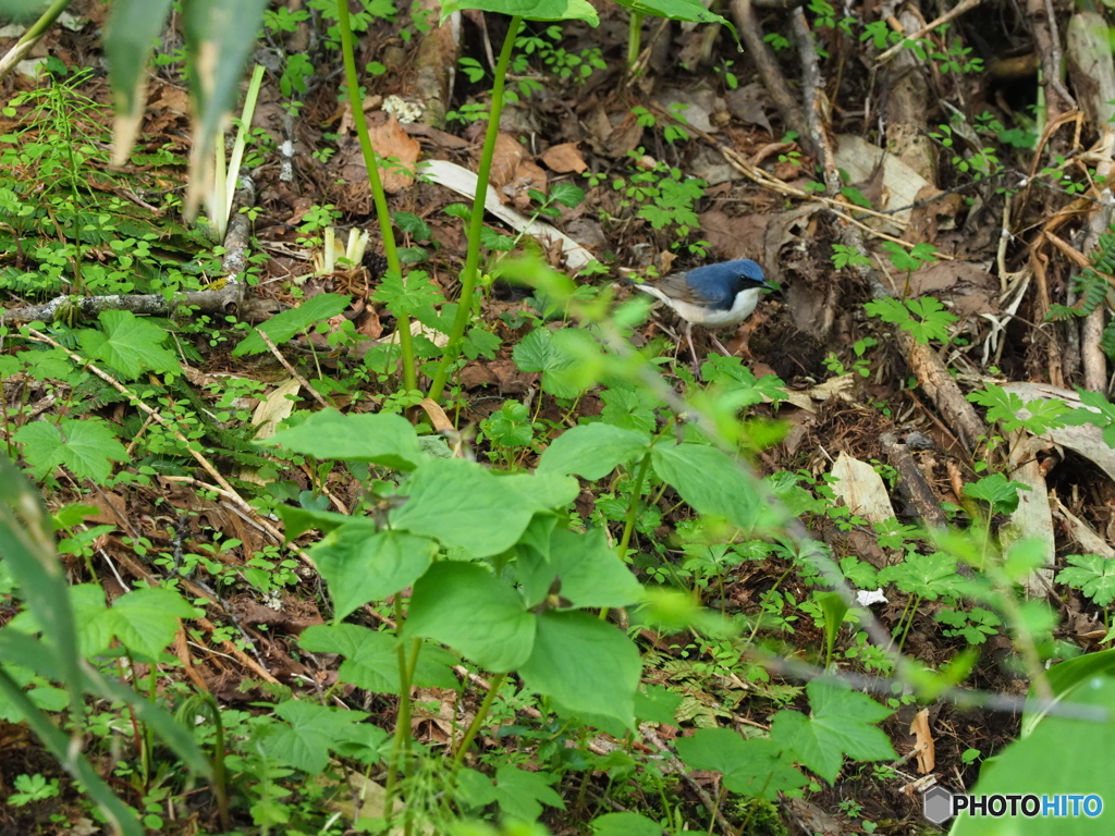 やっと追いかけられました＾＾
