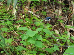 やっと追いかけられました＾＾