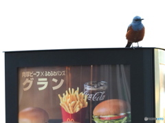 イソヒヨ看板