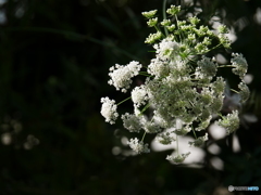 花火の花(*^^)v