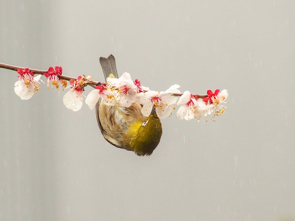 メジロ雨