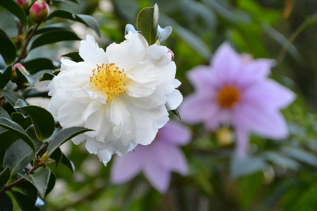 コラボレーション(^^♪