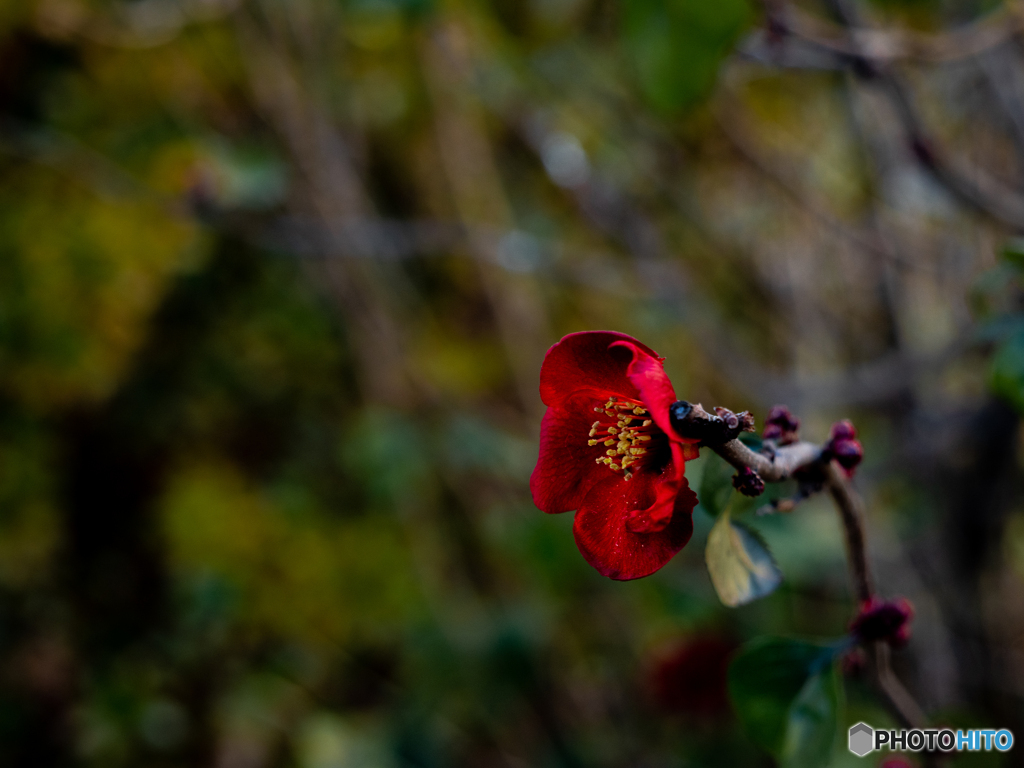 庭の花
