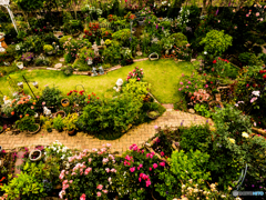 薔薇の庭-その２