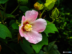 雨の芙蓉