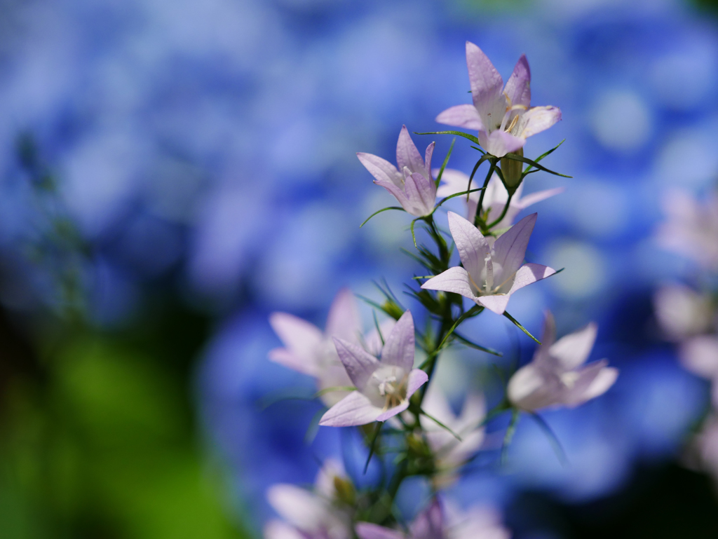 庭の花です(^^♪