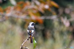 お帰りなさい。やっと会えました(^_-)-☆