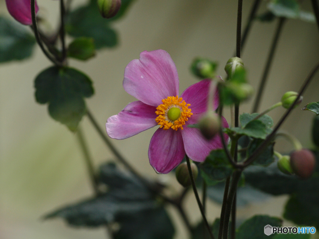 庭の花　シュウメイギク