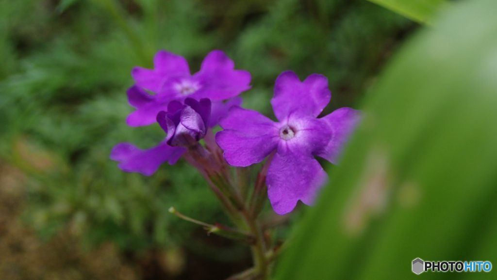 庭の花　何かな？