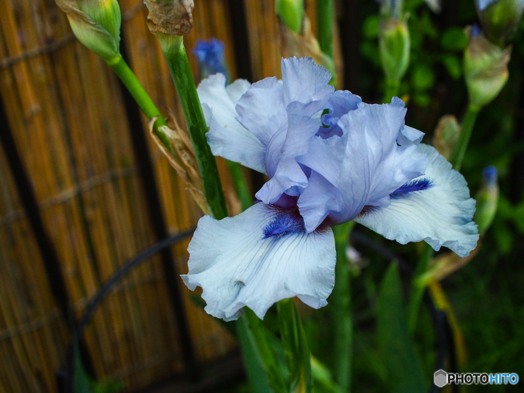庭の花　アイリス