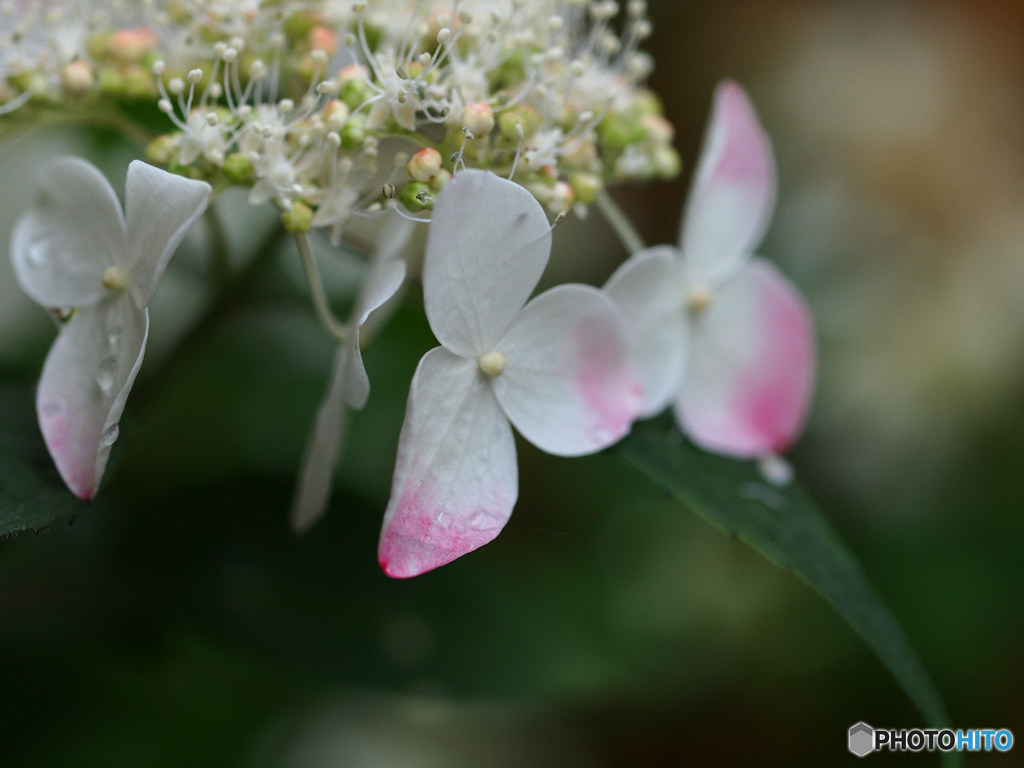 庭の花　ガクアジサイその２