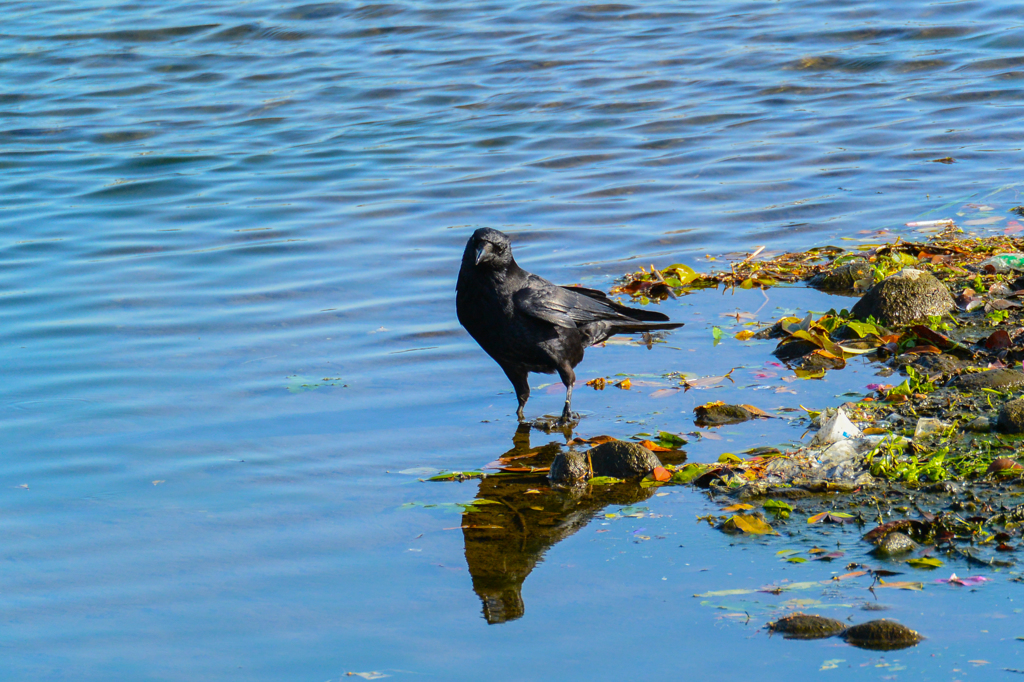 カラスの水遊び(^^♪