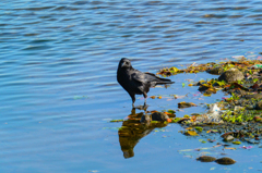 カラスの水遊び(^^♪