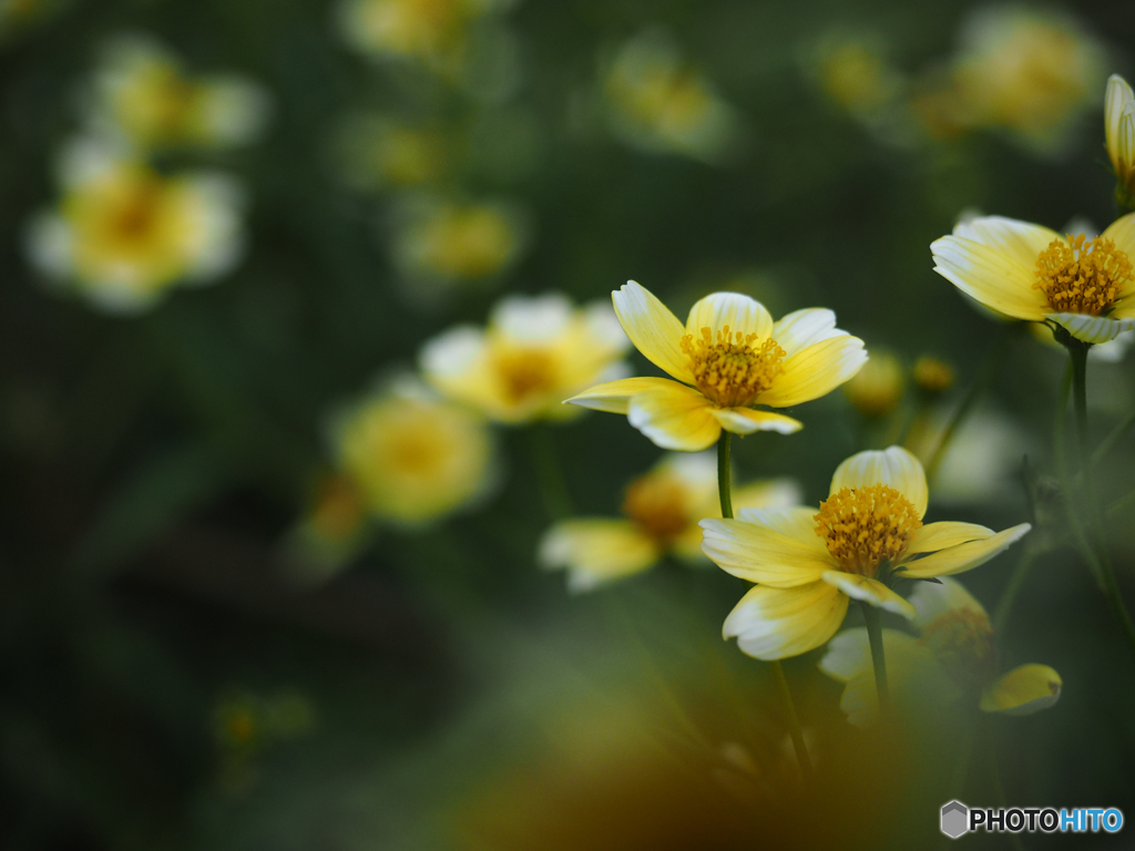 庭の花　ウインターコスモス