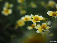 庭の花　ウインターコスモス