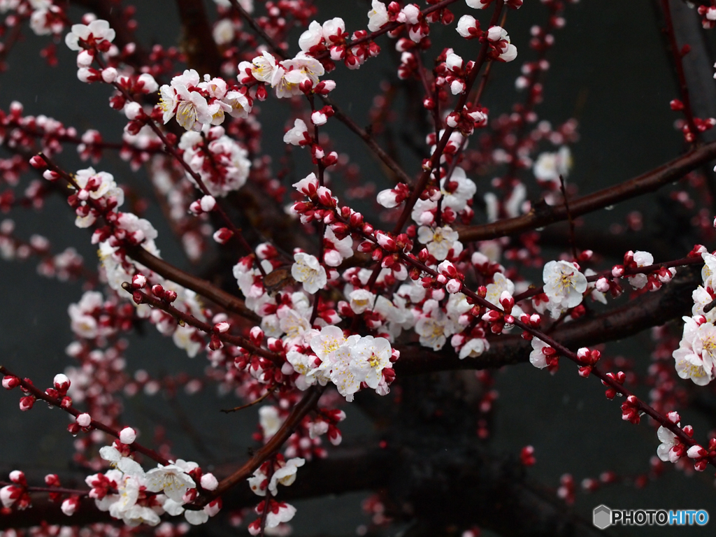ウメ開花