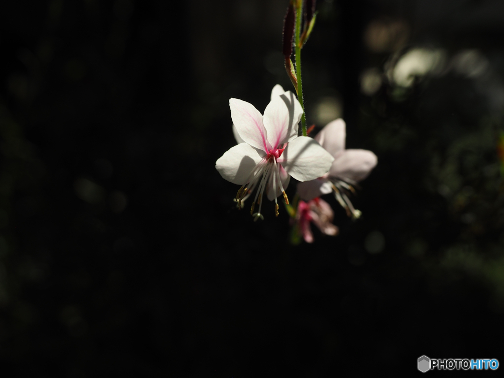 庭の花