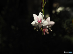 庭の花