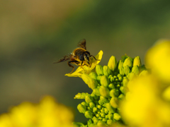 いただきます(^^♪　菜の花