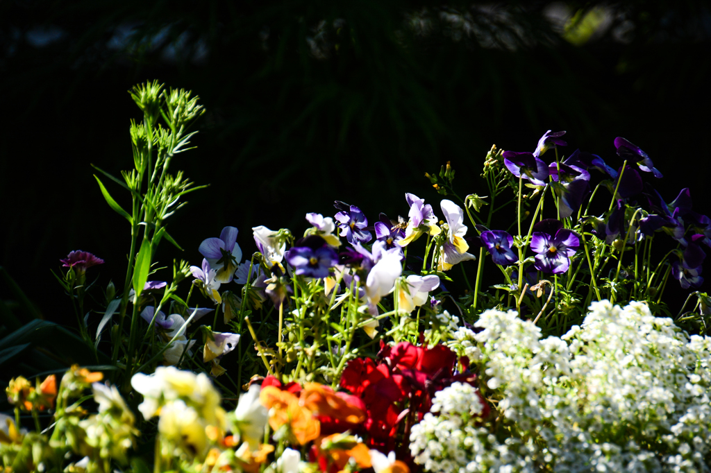 眩しい朝(^_-)-☆