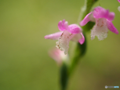 庭の花　ねじり花２