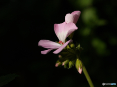 庭の花たちE-300 その2