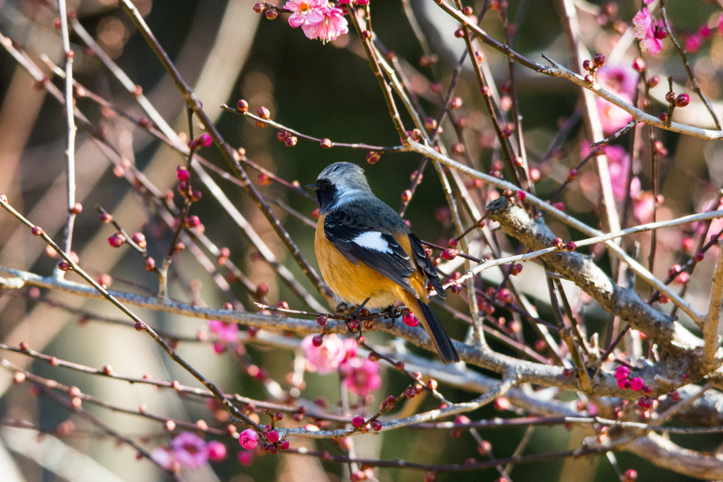 ウメにジョウビタキ(^_-)-☆
