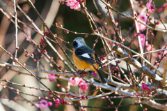 ウメにジョウビタキ(^_-)-☆