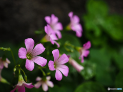 庭の花　第5弾