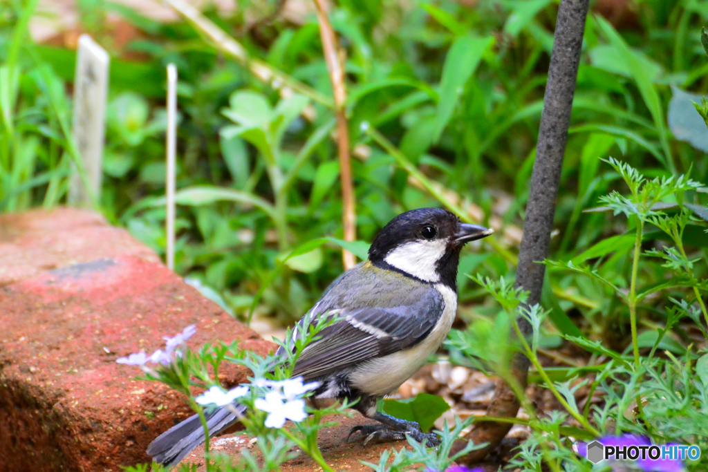 庭の鳥　シジュウカラ-